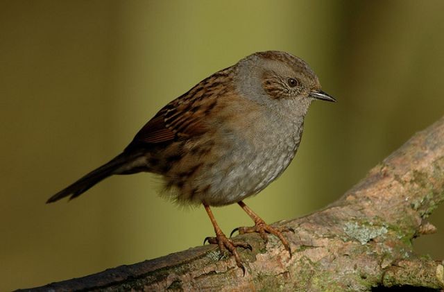 Dunnock