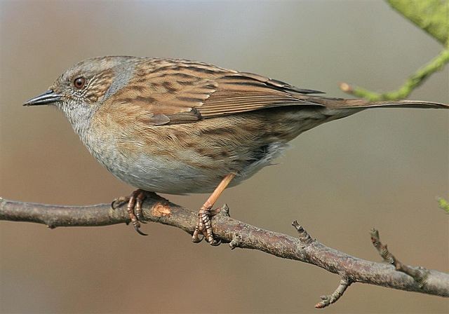 Pretty Dunnock