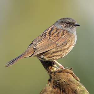 Pretty Dunnock