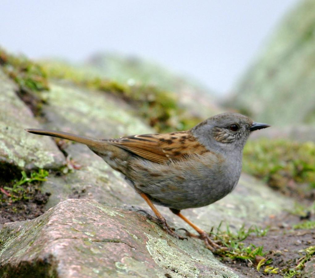 Pretty Dunnock