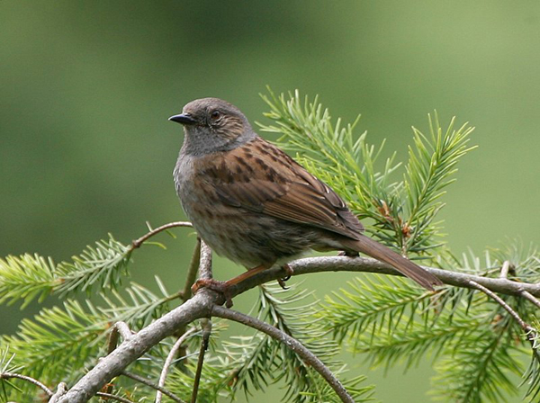 Pretty Dunnock