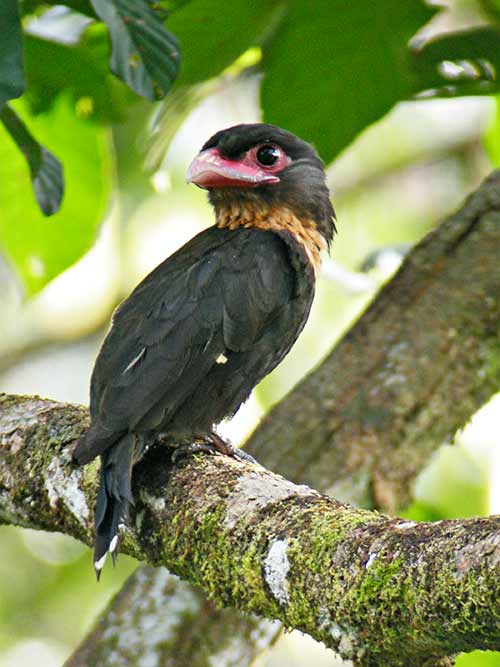 Dusky broadbill