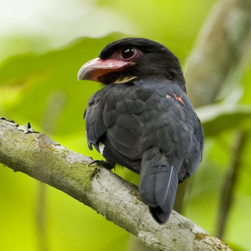 Pretty Dusky broadbill