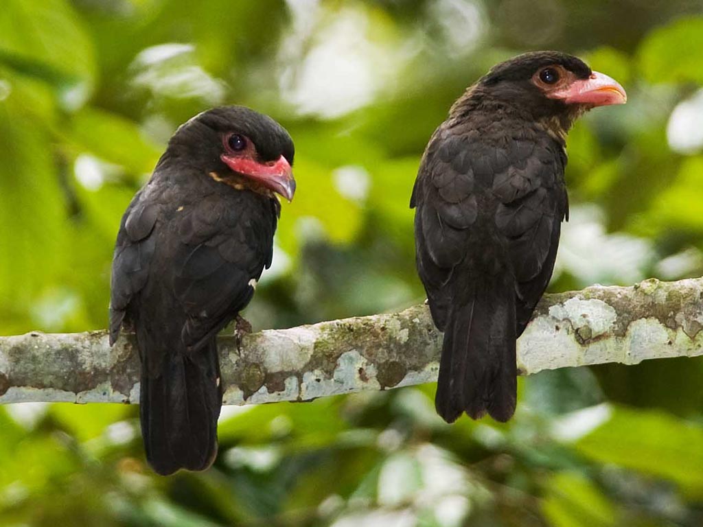 Pretty Dusky broadbill