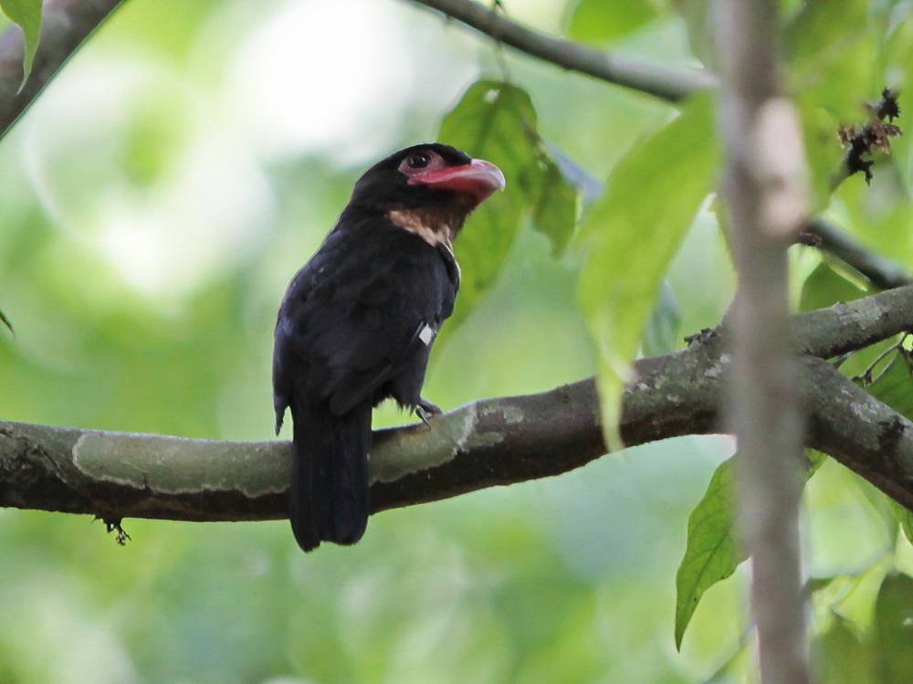 Pretty Dusky broadbill