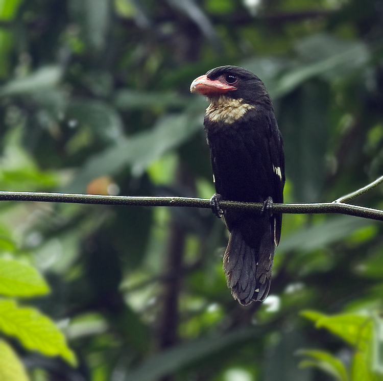 Pretty Dusky broadbill