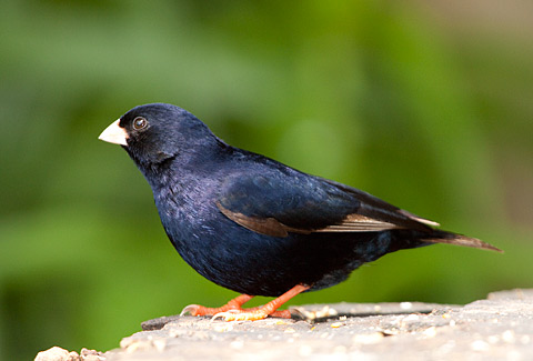 Pretty Dusky indigobird