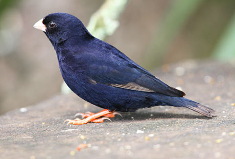 Pretty Dusky indigobird