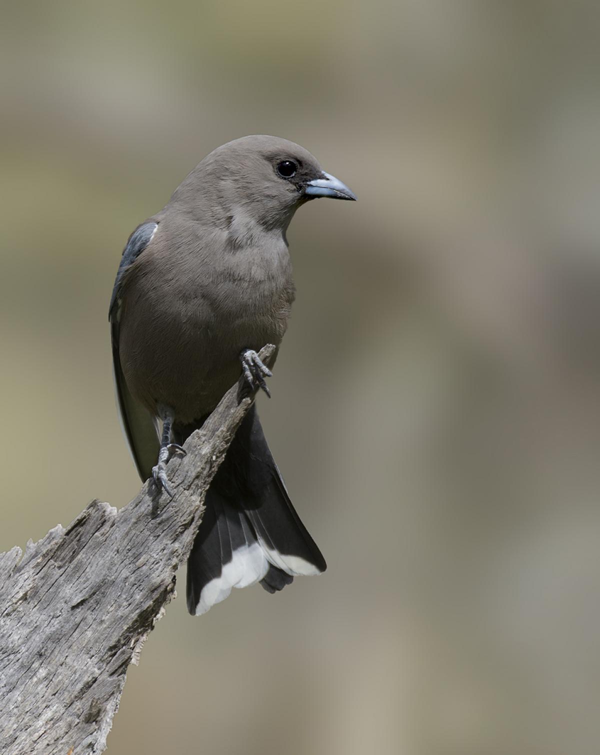 Dusky woodswallow