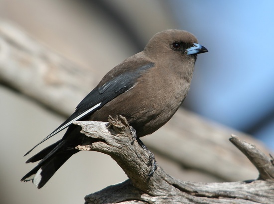 Pretty Dusky woodswallow