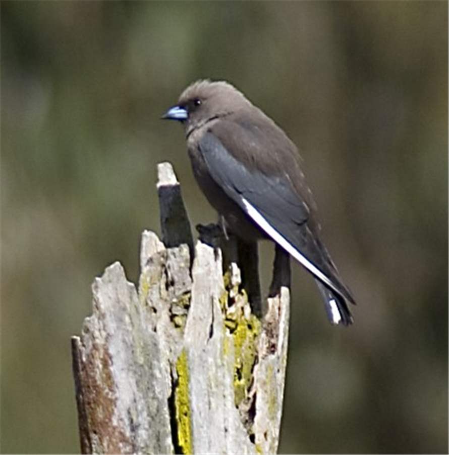 Pretty Dusky woodswallow