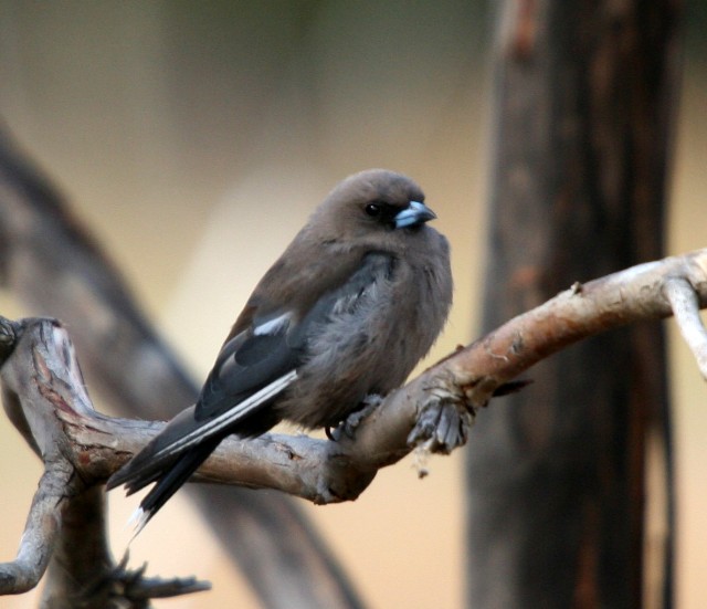 Pretty Dusky woodswallow