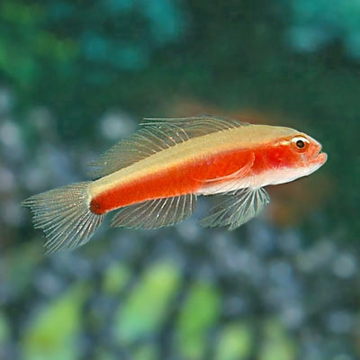 Dwarf pygmy goby