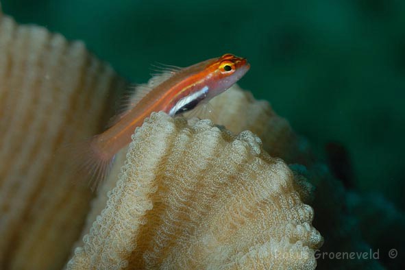 Pretty Dwarf pygmy goby