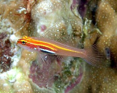 Pretty Dwarf pygmy goby