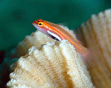 Pretty Dwarf pygmy goby