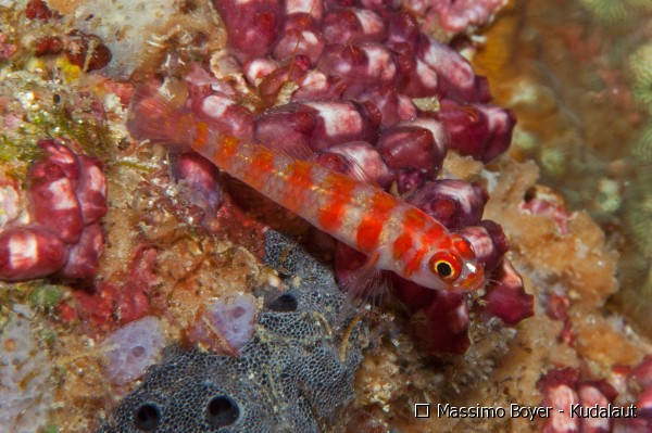 Pretty Dwarf pygmy goby