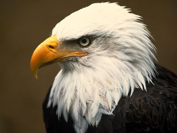 Nice Eagles