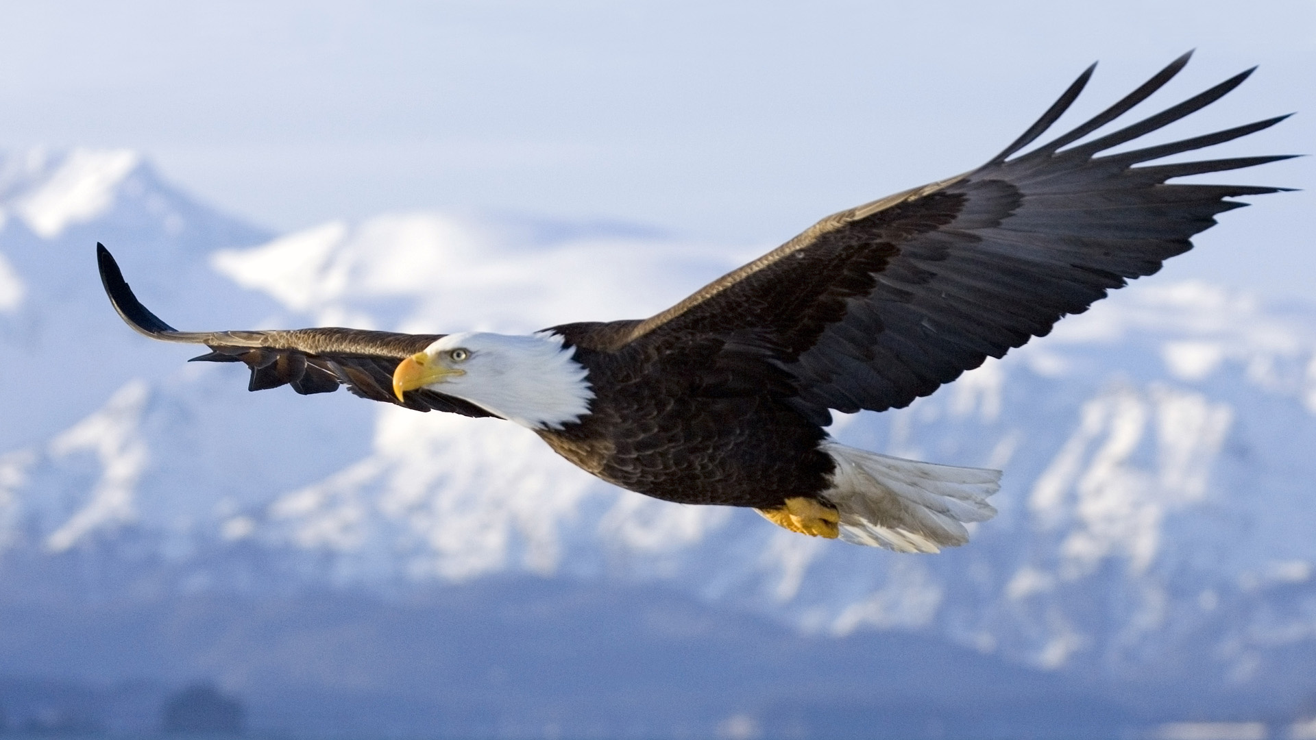 Cute Eagles