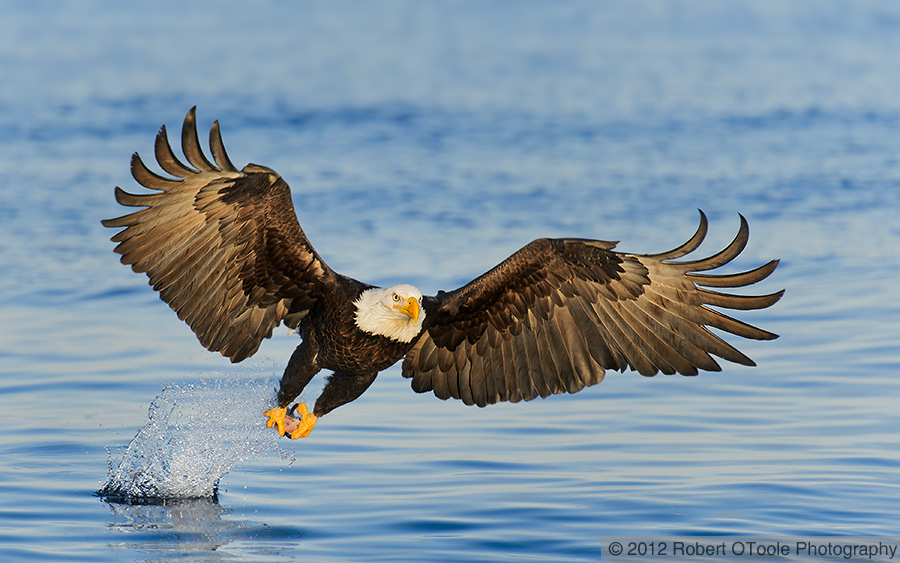 Wallpaper Eagles