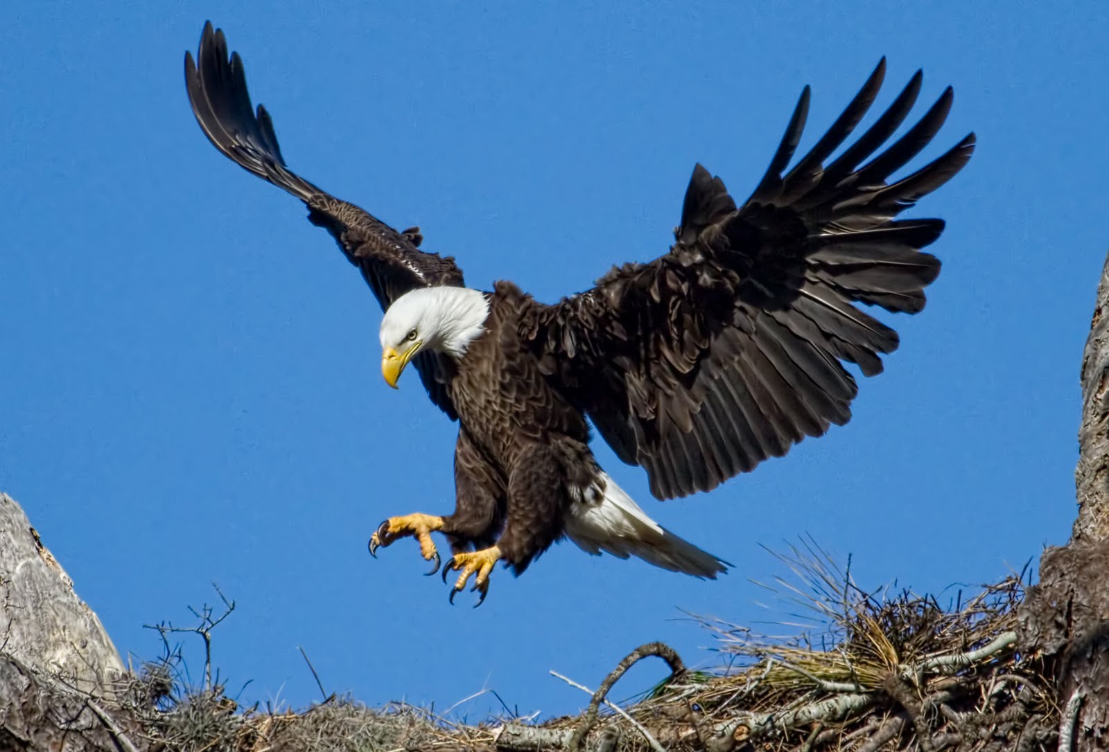 Eagles photo 
