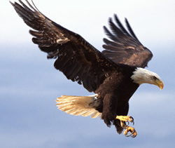 Eagles wallpaper