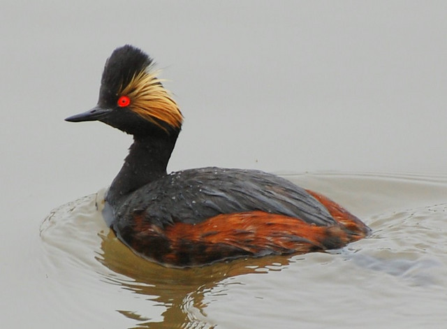 Eared grebe