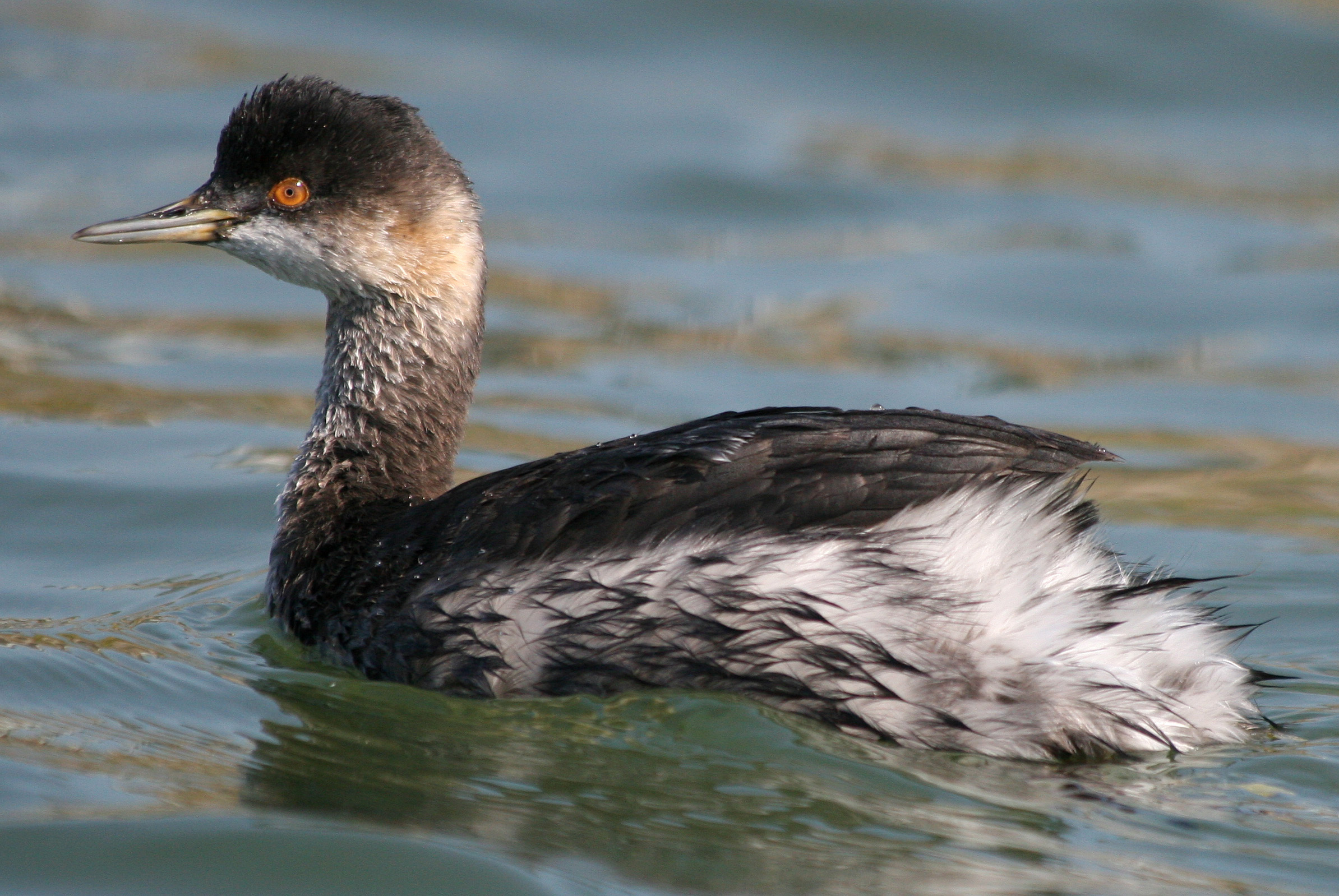 Pretty Eared grebe