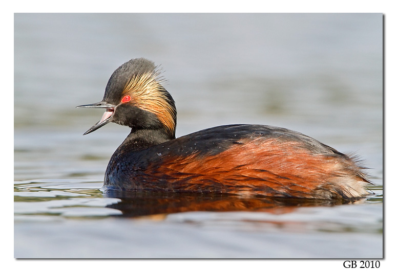 Pretty Eared grebe