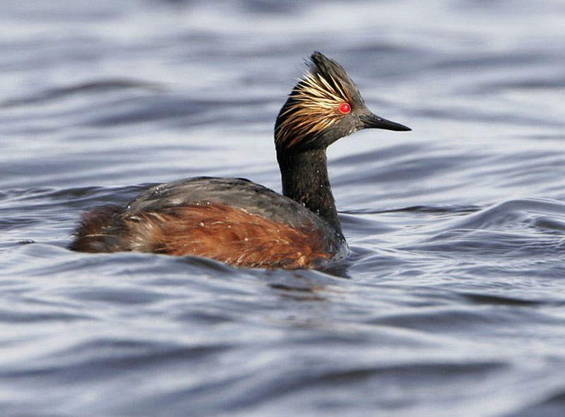Pretty Eared grebe