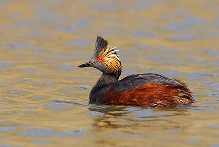 Pretty Eared grebe