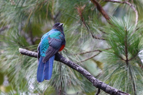 Eared quetzal