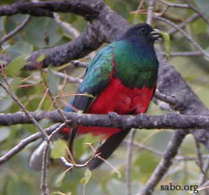 Pretty Eared quetzal