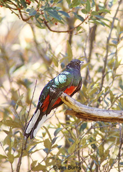 Pretty Eared quetzal