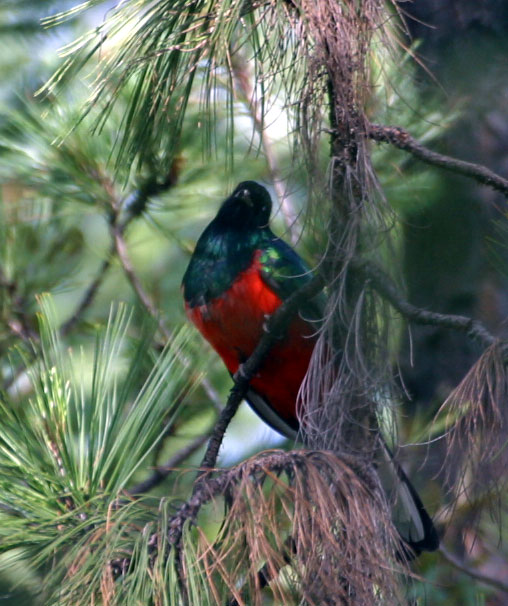Pretty Eared quetzal