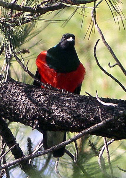 Pretty Eared quetzal