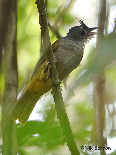 Pretty Eastern bearded greenbul