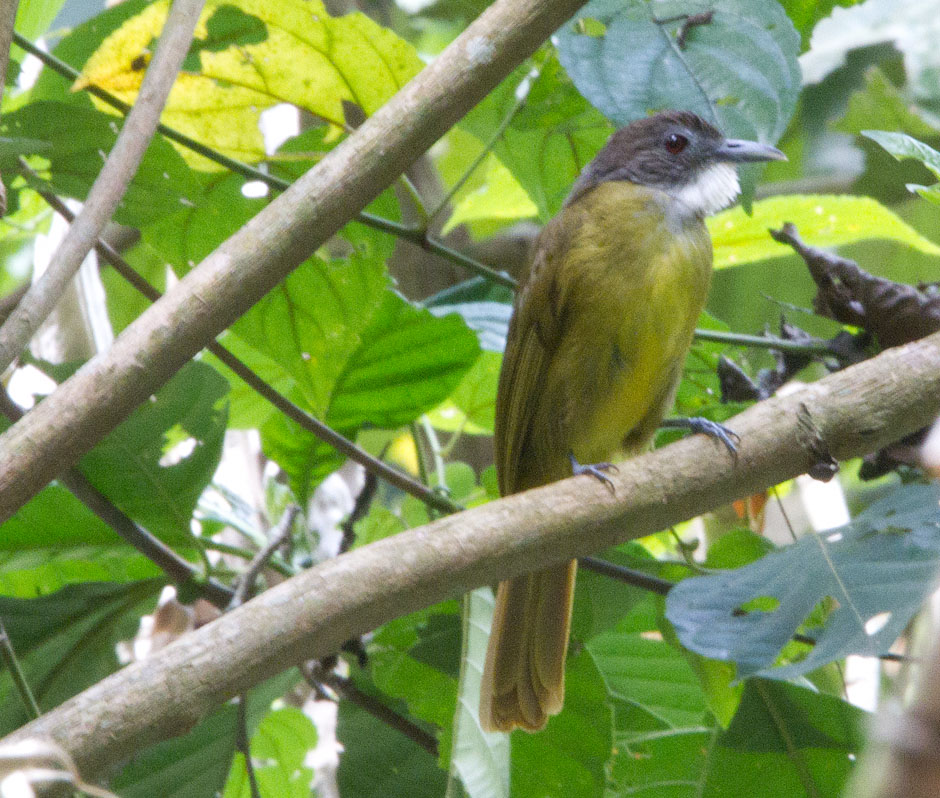 Pretty Eastern bearded greenbul
