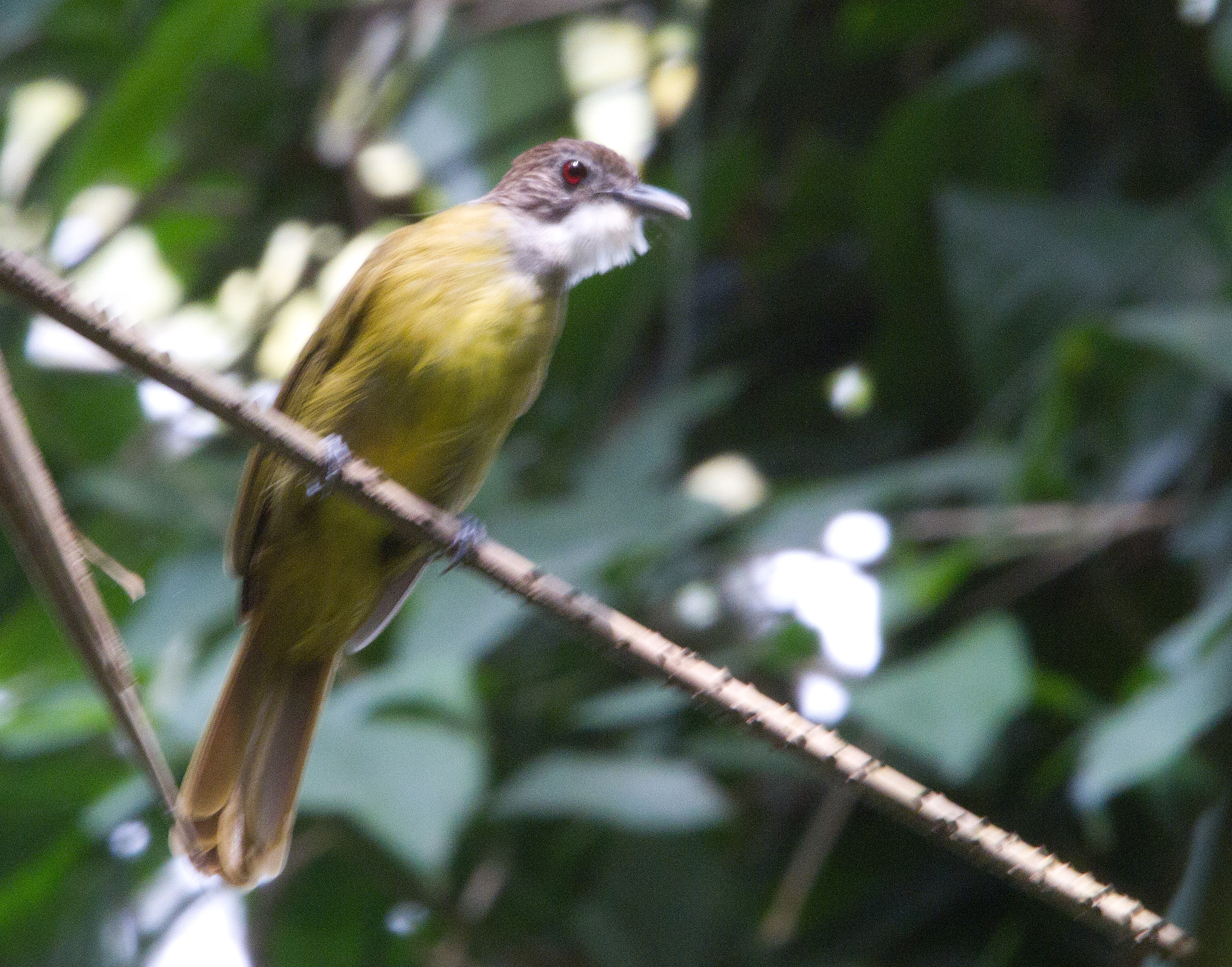 Pretty Eastern bearded greenbul