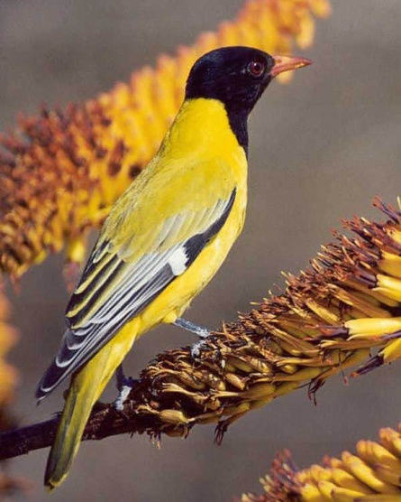 Eastern black-headed oriole
