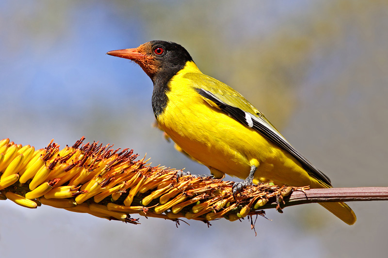 Pretty Eastern black-headed oriole