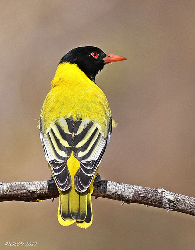 Pretty Eastern black-headed oriole