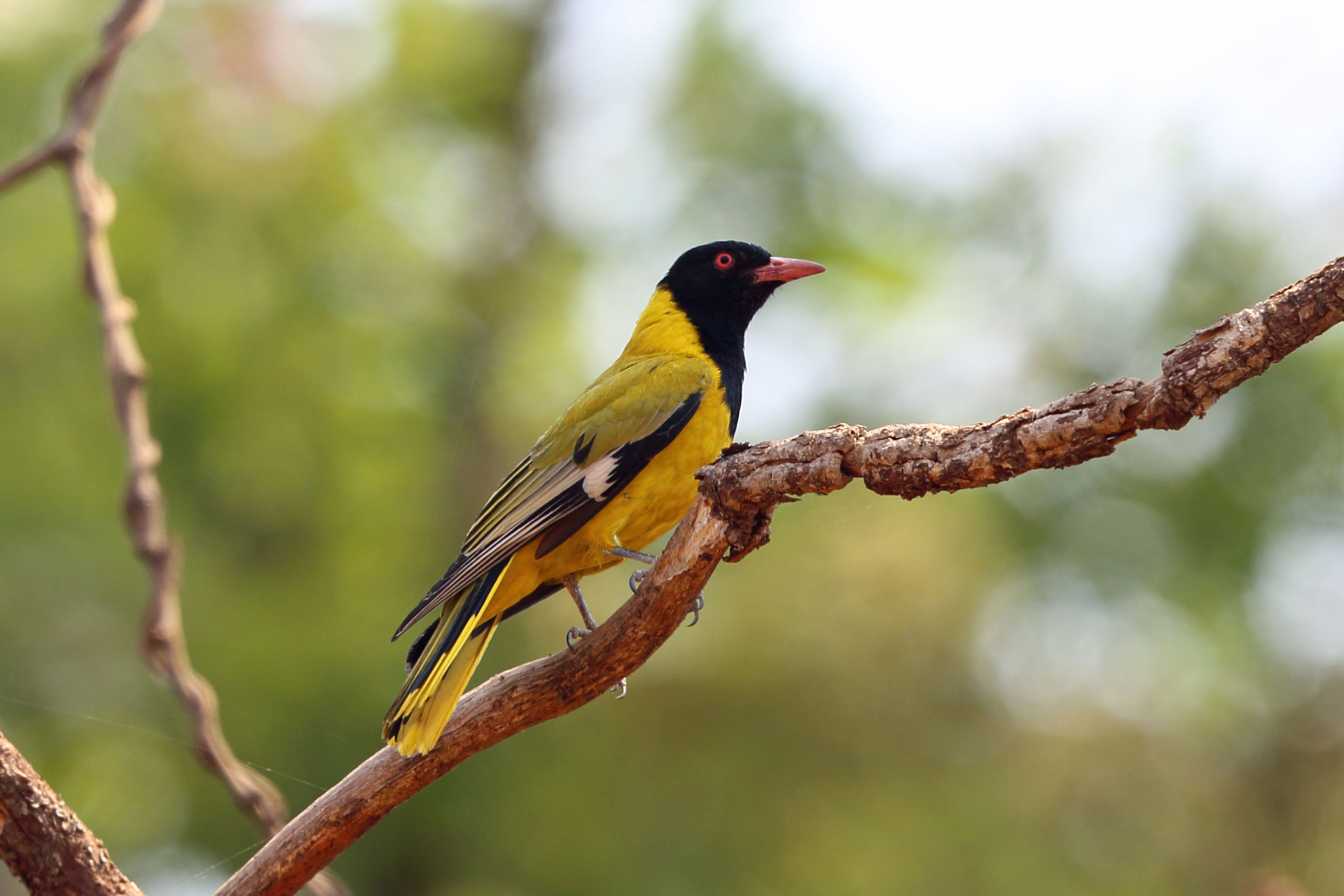 Pretty Eastern black-headed oriole