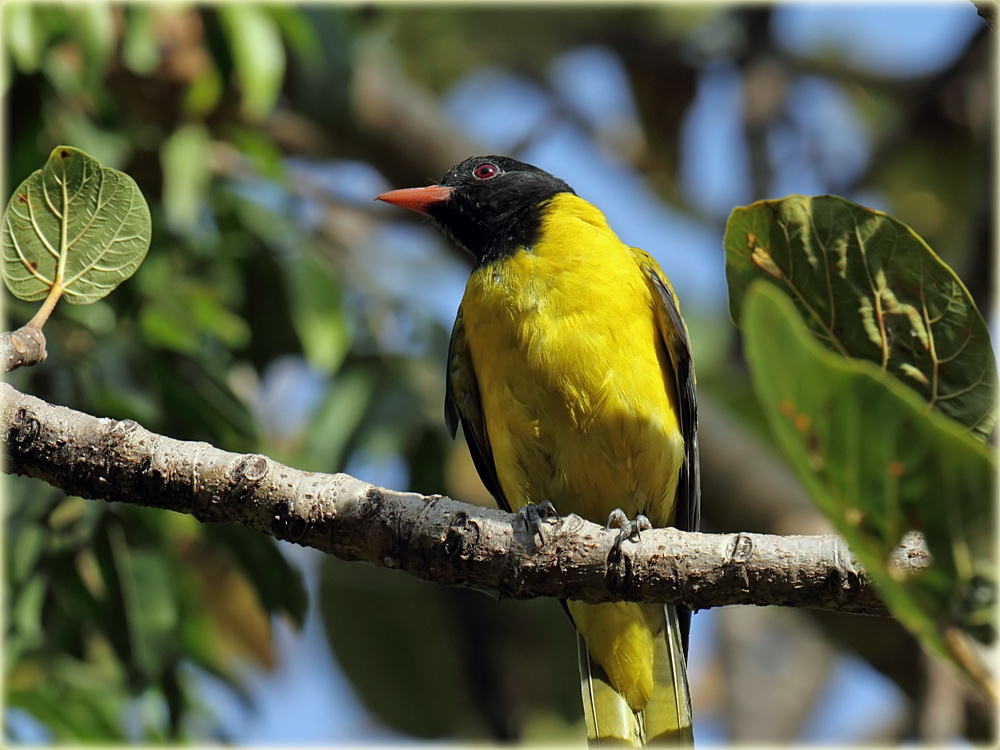 Pretty Eastern black-headed oriole