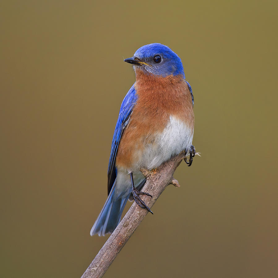 Pretty Eastern bluebird