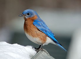Pretty Eastern bluebird