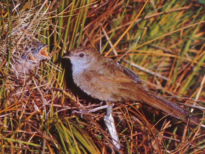Eastern bristlebird