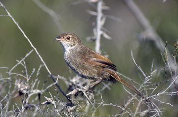 Pretty Eastern bristlebird
