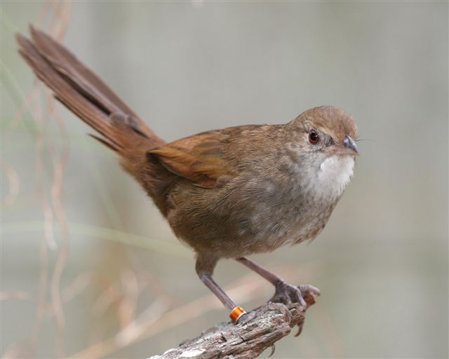 Pretty Eastern bristlebird