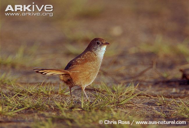 Pretty Eastern bristlebird